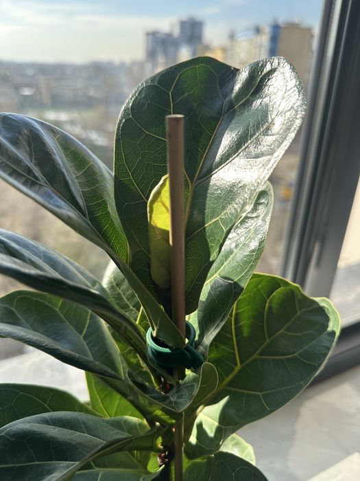 Фикус Лирата/Лира Бамбино