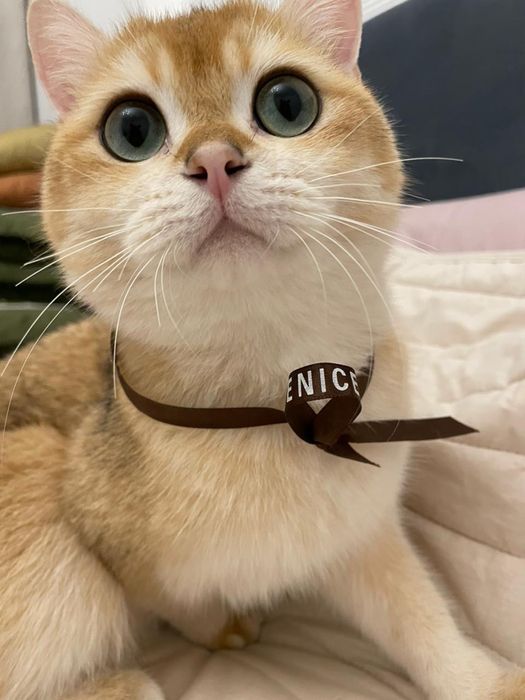 Продам Кота, британская шиншила