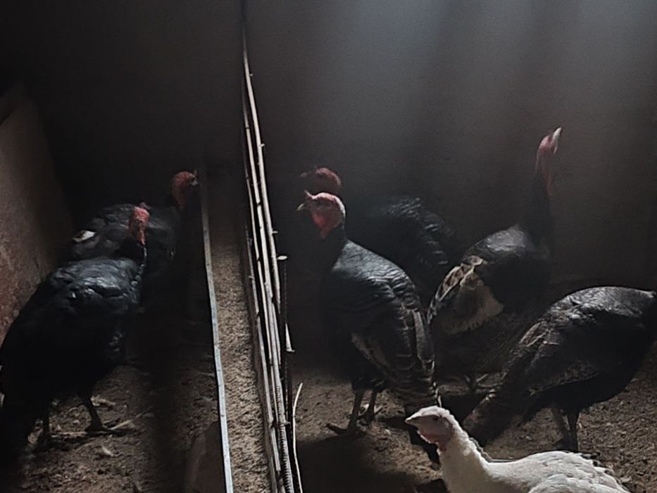 Куркалар СОТИЛАДИ!