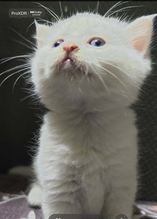 Очаровательный котенок