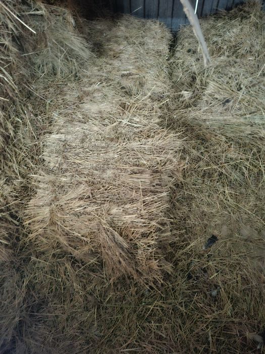 Шөп бар малға срочно