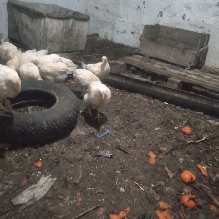 Қораз шожелери  петухи