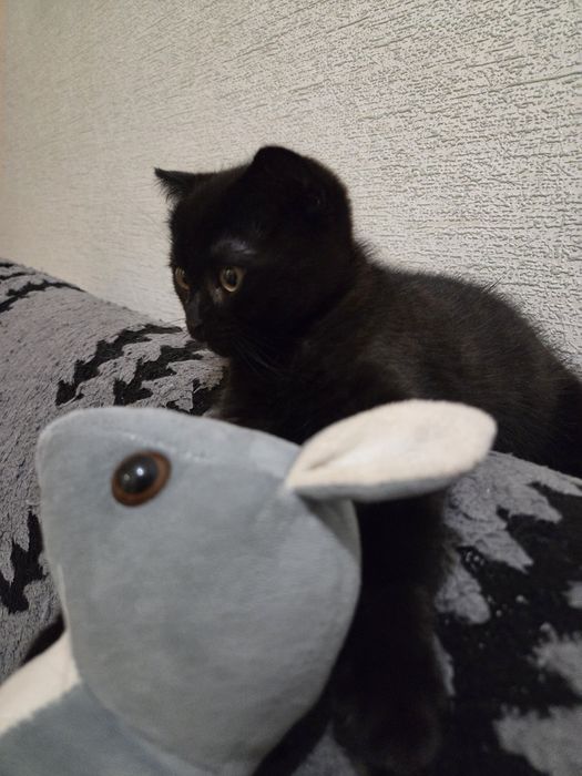 Продам породистого котёнка.