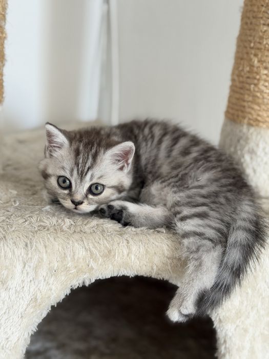Pisoi scottish fold &straight  își caută o nouă căsuță!