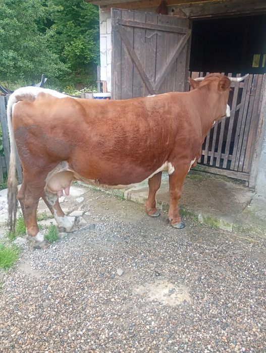 Vând vacă gestantă in 8 luni .sau schimb cu animale