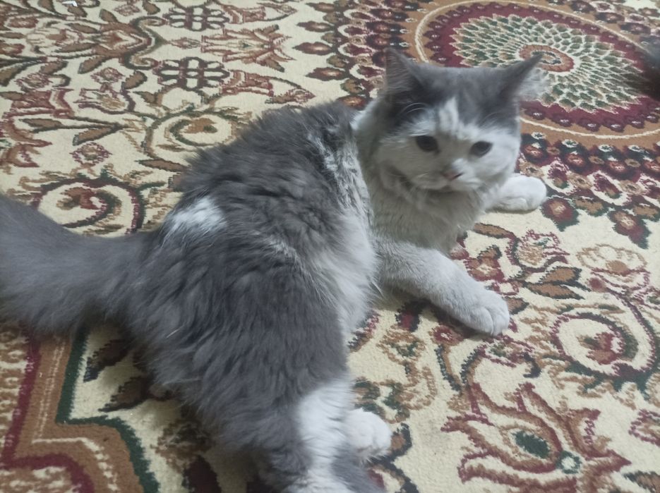 Zotdor mushuk Skottish strayt yoki britaniya uzunyunlihi