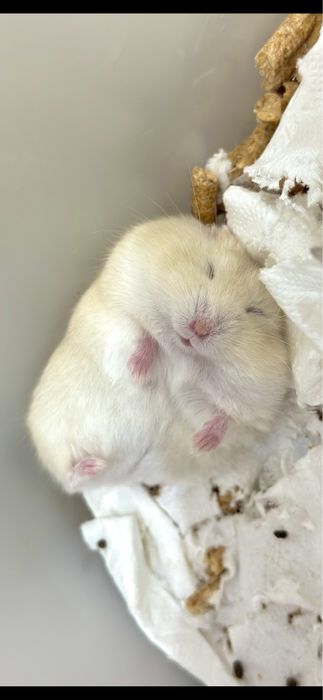 Малыши хомячки, джунгарики, хомяк