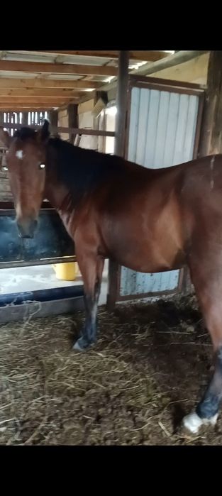Продам байтал 3,5год