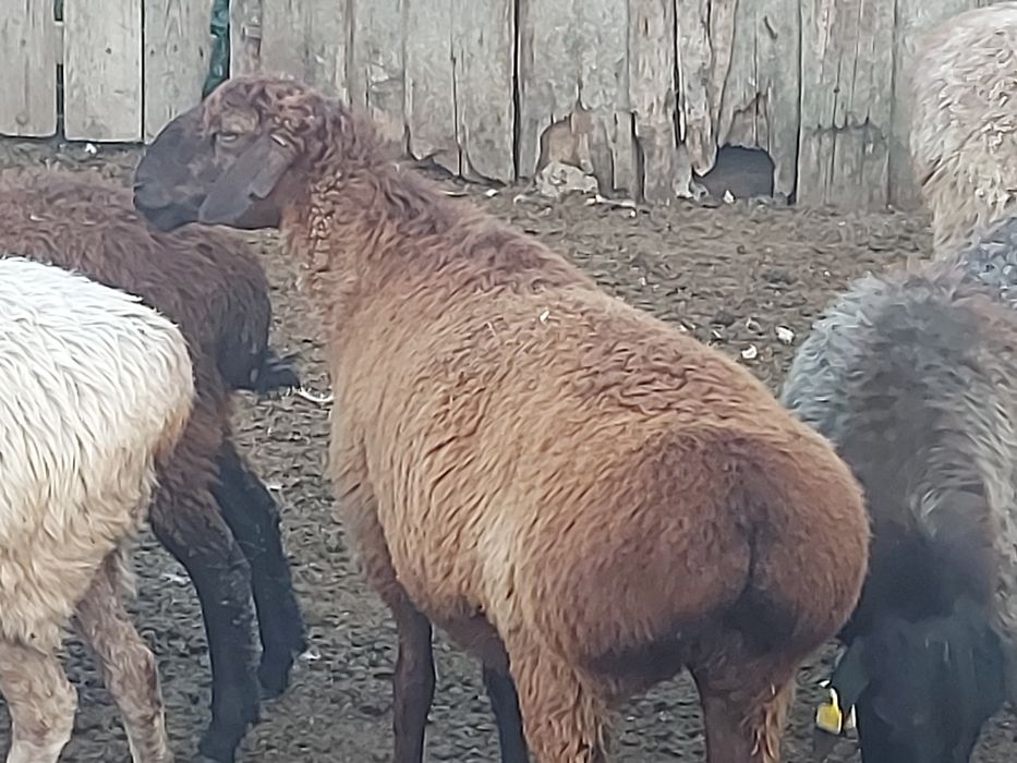 Продам барана овцу едилбай 2 года