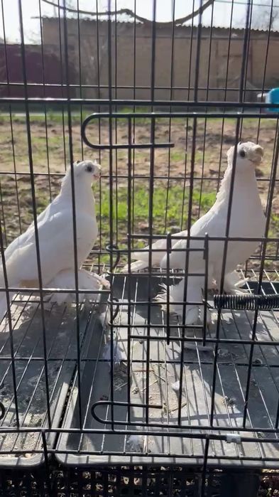 Кептер сатылады, голуби