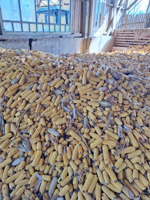 Vând porumb știulete