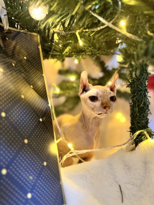 Продается кошка бамбино двельф