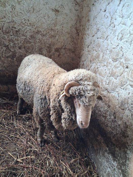 Vând berbec merinos de palas mior.