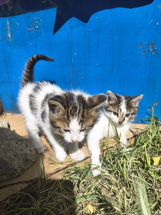 Подарявам котенца