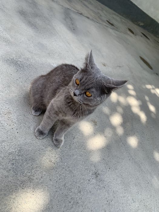 Кот (Скотиш страйт)