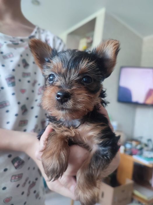 Вязка Йорк мини..