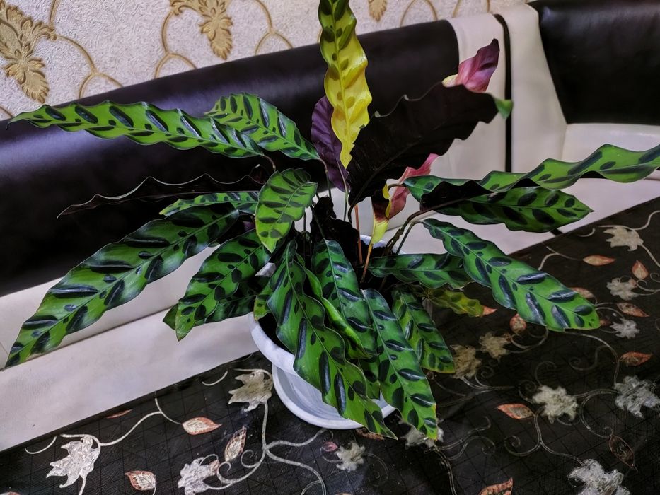 Комнатные цветы доставка