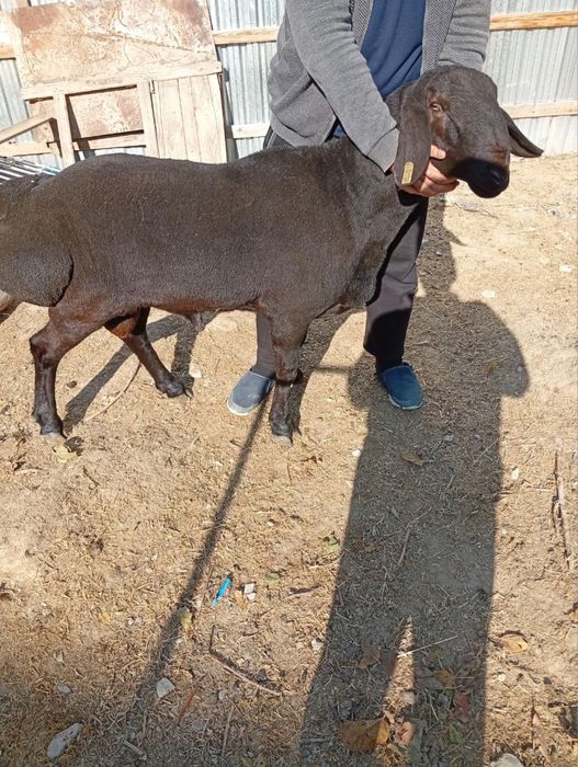 Qoy qassob hizmati Qõy qochqor