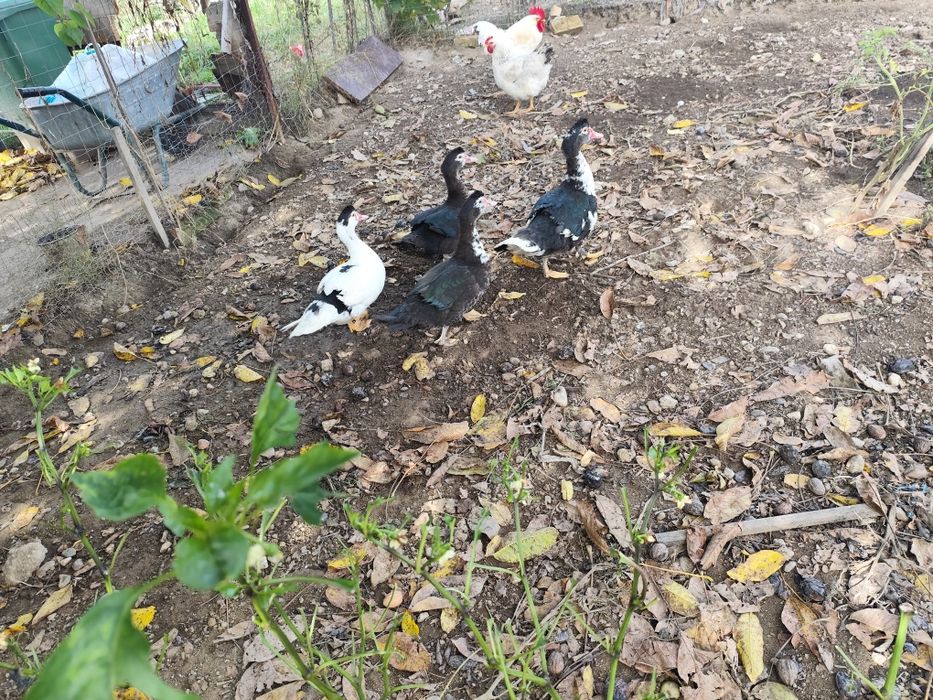 Rațe  de anul trecut