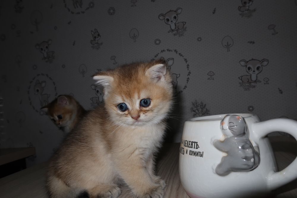 золотые шиншиллы