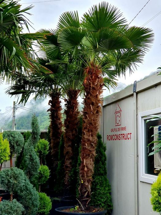 Palmieri de orice specie, cycas, trachycarpus fortunei, phoenix etc