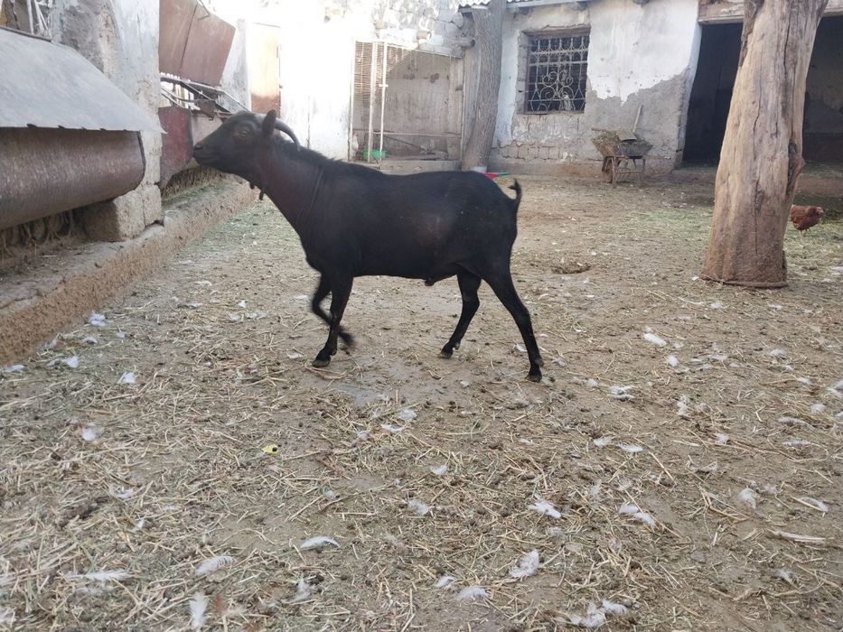 Зотли ечкилар Мурсиана-Гранадина