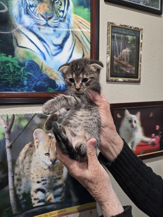 Продам не дорого