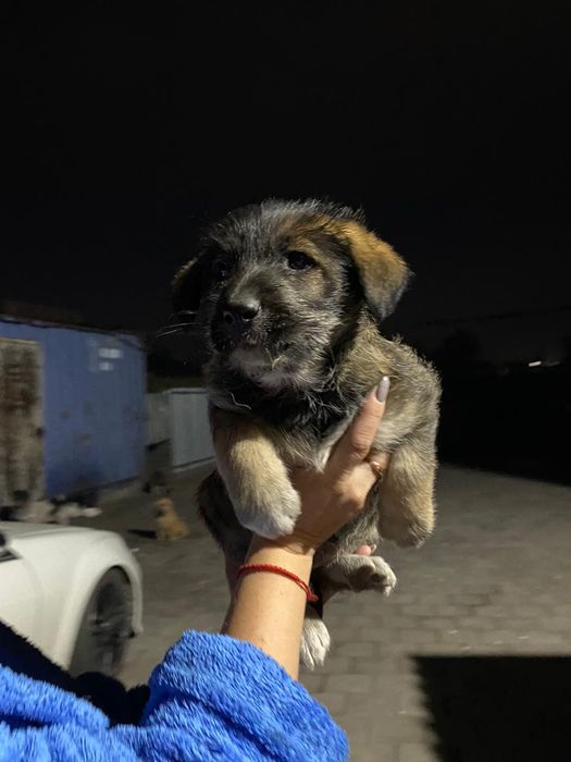 Дарю щенков девочки и мальчики