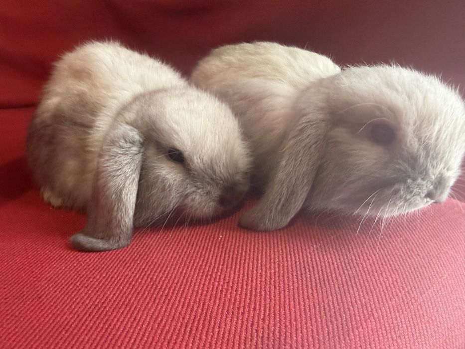 Vand pui berbec pitic holland lop