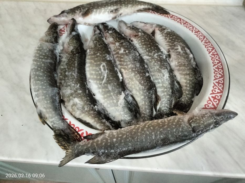 Щука свежезамороженая