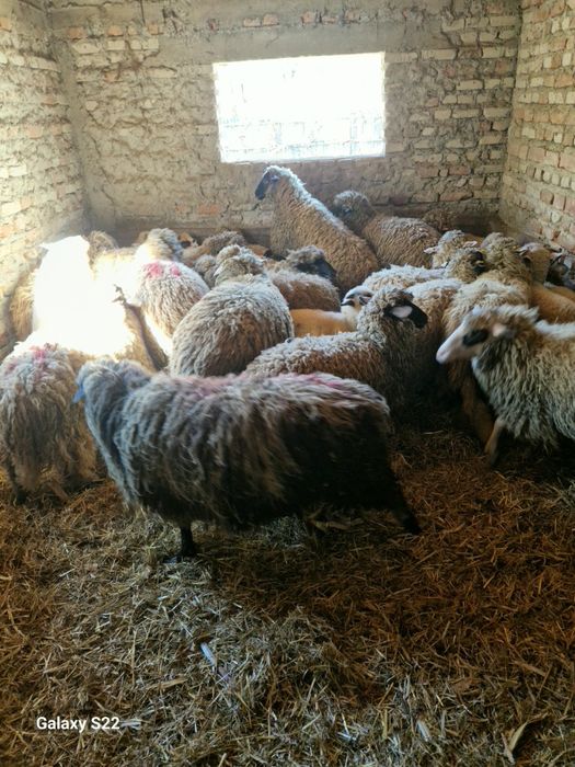 Berbec  și miei 25 lei in viu