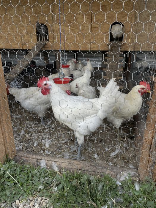 La bress ouă si pui  de o zi