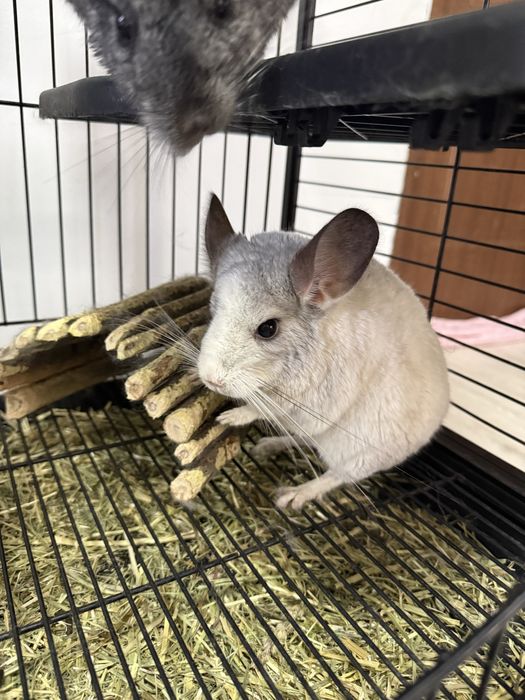 Vând familie de Chinchilla