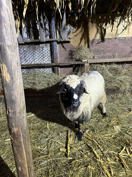 Mior disponibil breaz