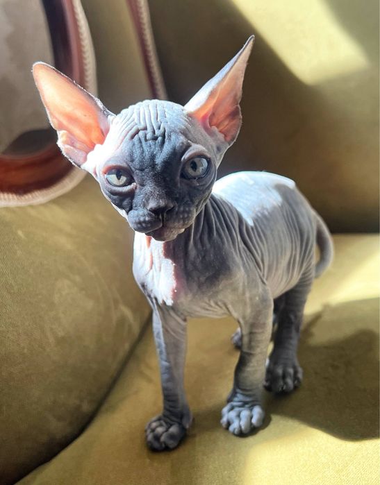 Котята сфинксы, 1,5 месяца, мальчик и 2 девочки