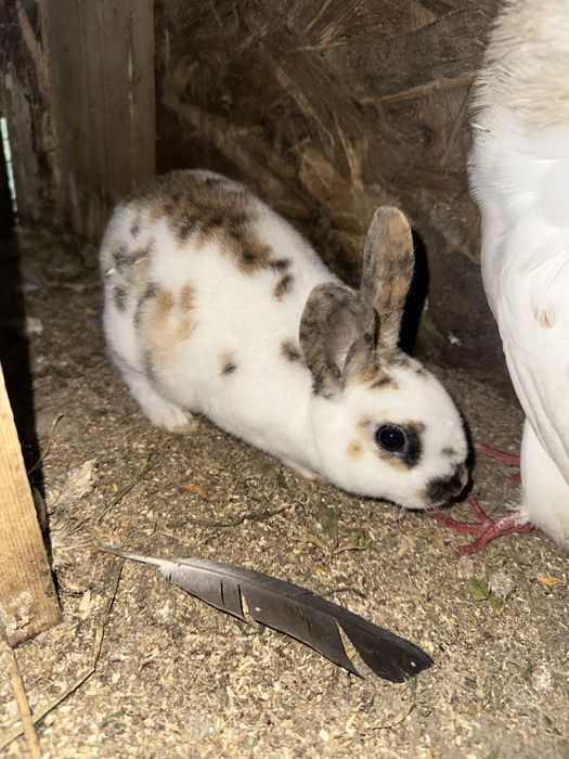 Vand sau schimb iepuri cap de leu si rex pitic