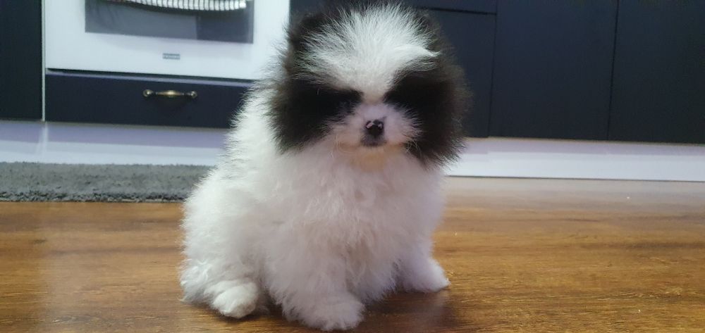 Pomeranian băiețel special