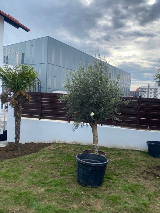 Plante Ornamentale Orice Dimensiune si Specie