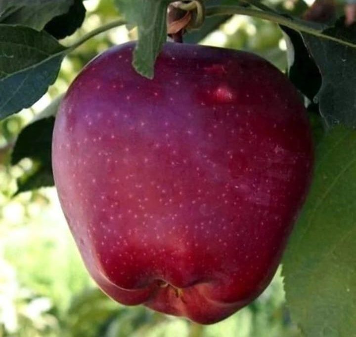 Саженцы Продаются Кошеттер оптом и в розницу