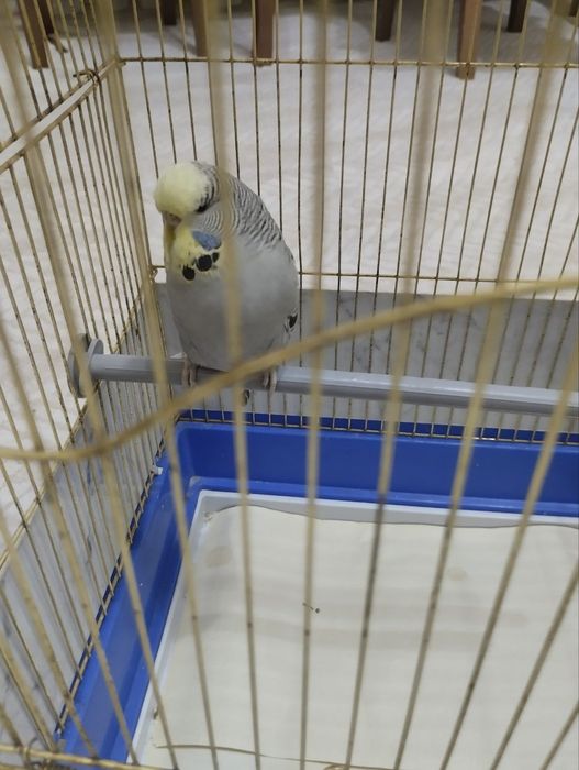 Попугаи Андуки  самка