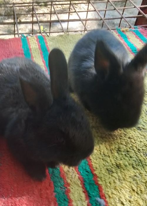 Карлик куён болалари сотилади