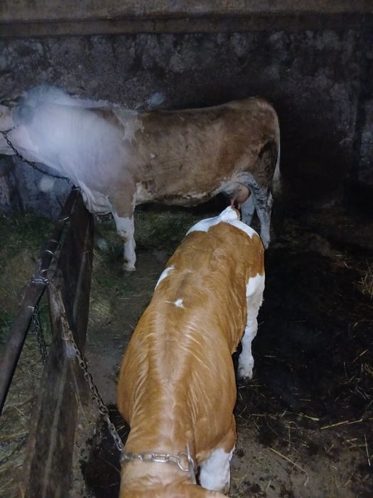 Vaca cu vitel de vanzare