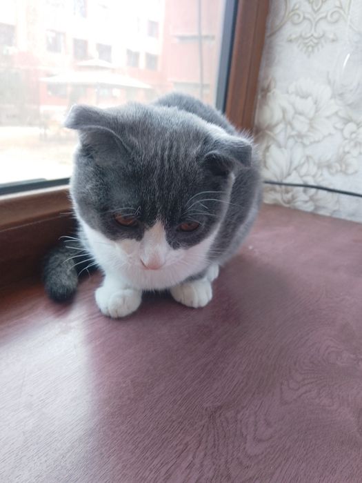 Продаëтся породистая кошка