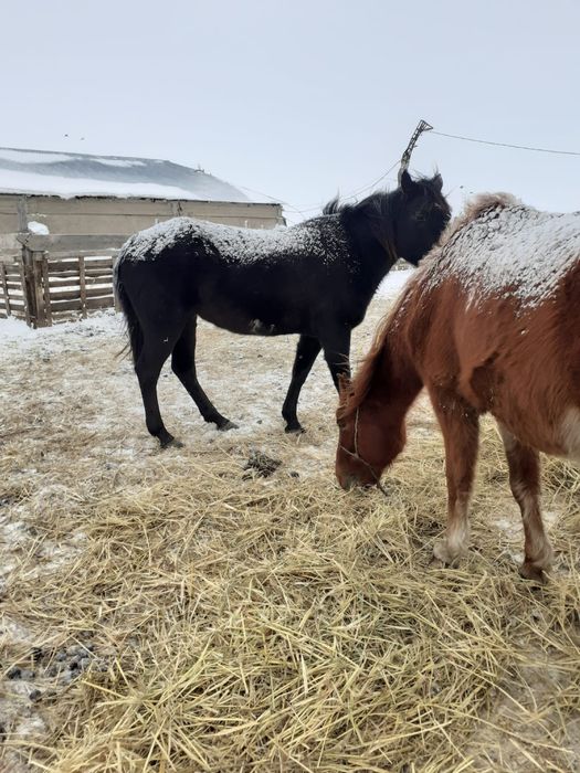 Продам лошадей 3 гол