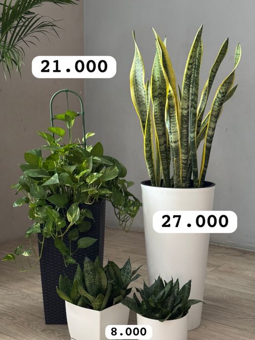 Фикус бенджамина Цветы для дома  озеленение