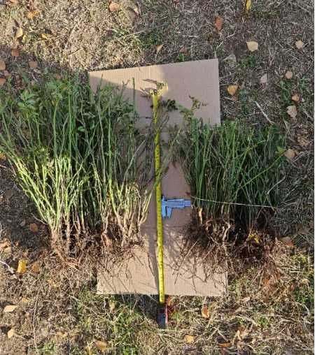 Производство на разсад Шипка сорт "Пловдив-1"