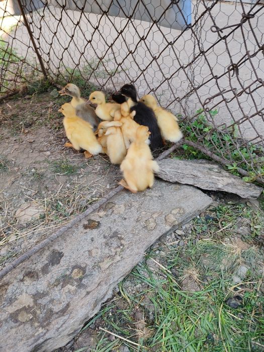 RATE INDIENE de o saptamana