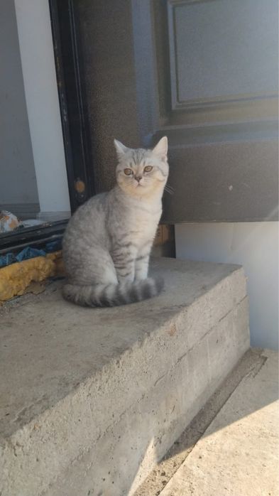 Вязка кошек бесплатно