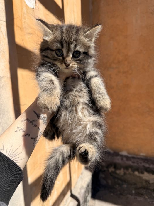 Отдам котят девочки
