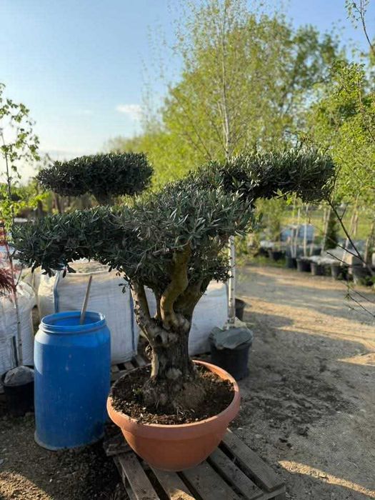 Plante ornamentala brazii si maslini  si spirale pentru restaurante sau garduri vii